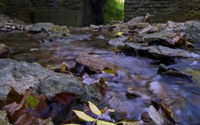 Rentschler Forest