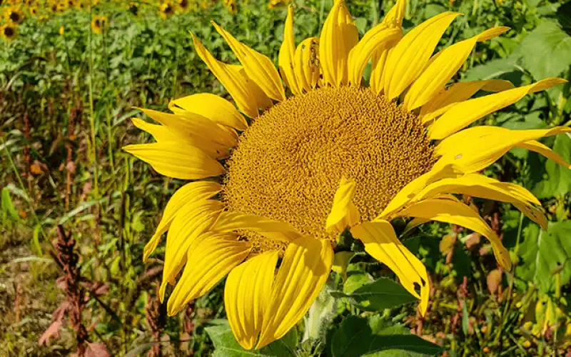 Sunflower