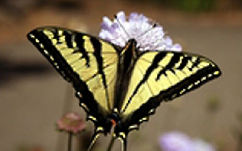 Image file butterfly.jpg