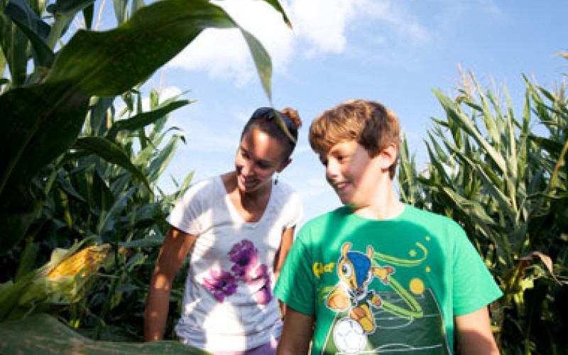 Image file Niederman-Corn_fac0a195-5056-a36a-098c9853e3a4af1a.jpg