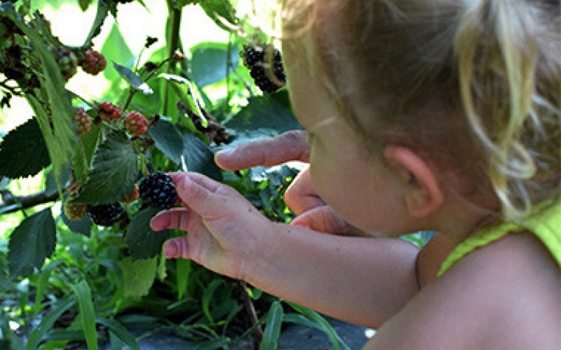Image file indianspringsberryfarm0-610b50225056a36_610b51b2-5056-a36a-09c6e1d02cbf314e.jpg