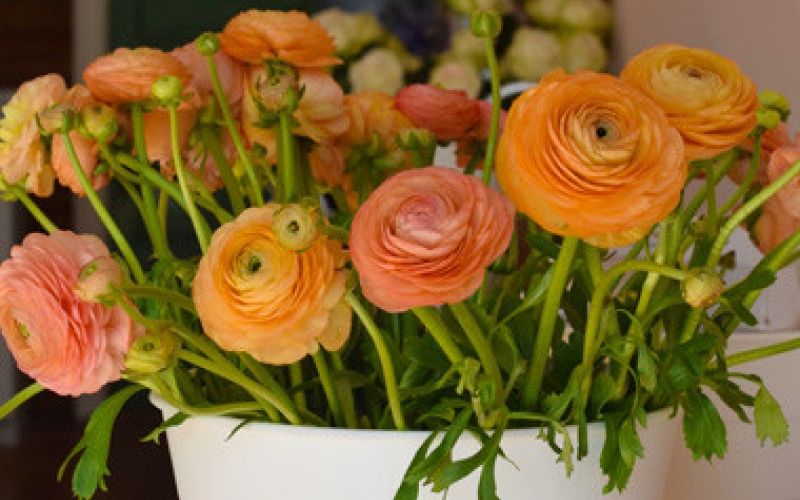 Image file twolittlebudslisting10-1220489a5056a36_122049fb-5056-a36a-0922fb59ff8f95e7.jpg