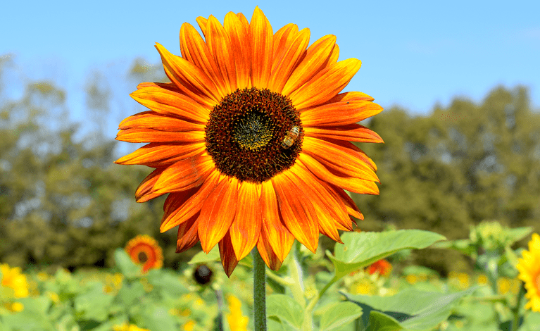 Burwinkel Farms Sunflower Field