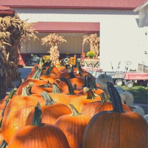 Garver Farm Pumpkins