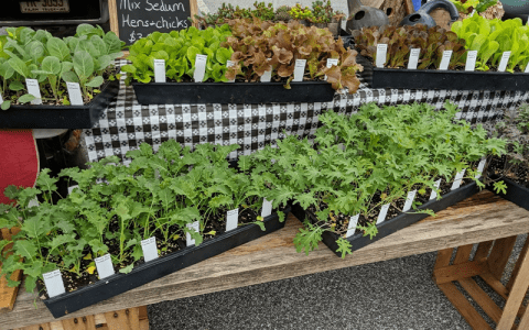 Hamilton Farmers Market