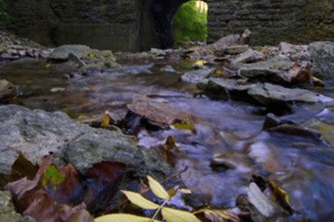 Rentschler Forest