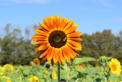 Content image Burwinkel Farm