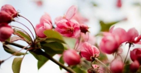 Media file 1383015_spring_flowers_20_fb3b69b6-5056-a36a ...