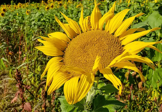Sunflower