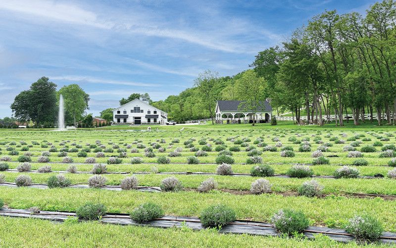 White Barn and Blooms Lavendar Festival