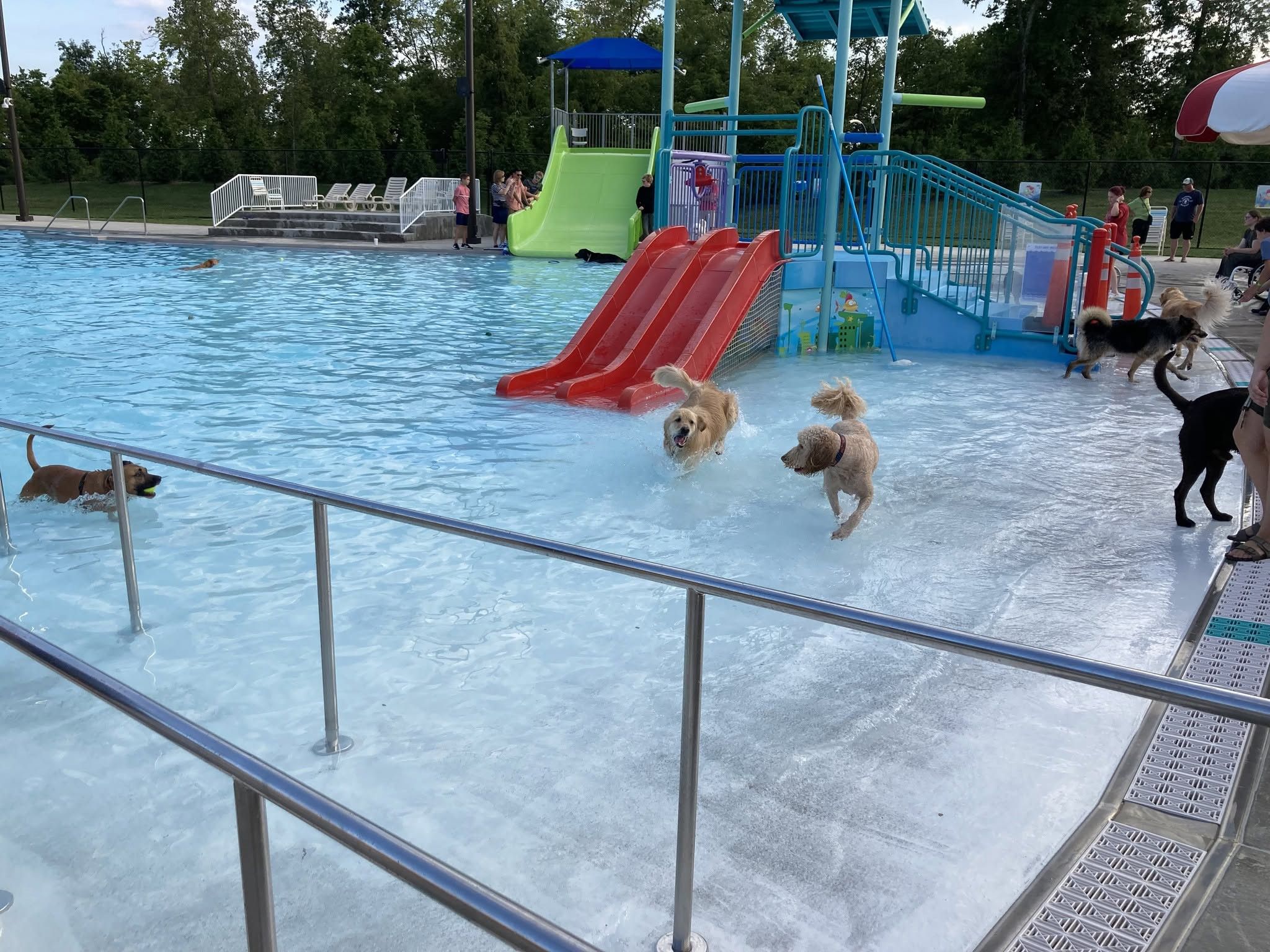 Doggie Dip Night