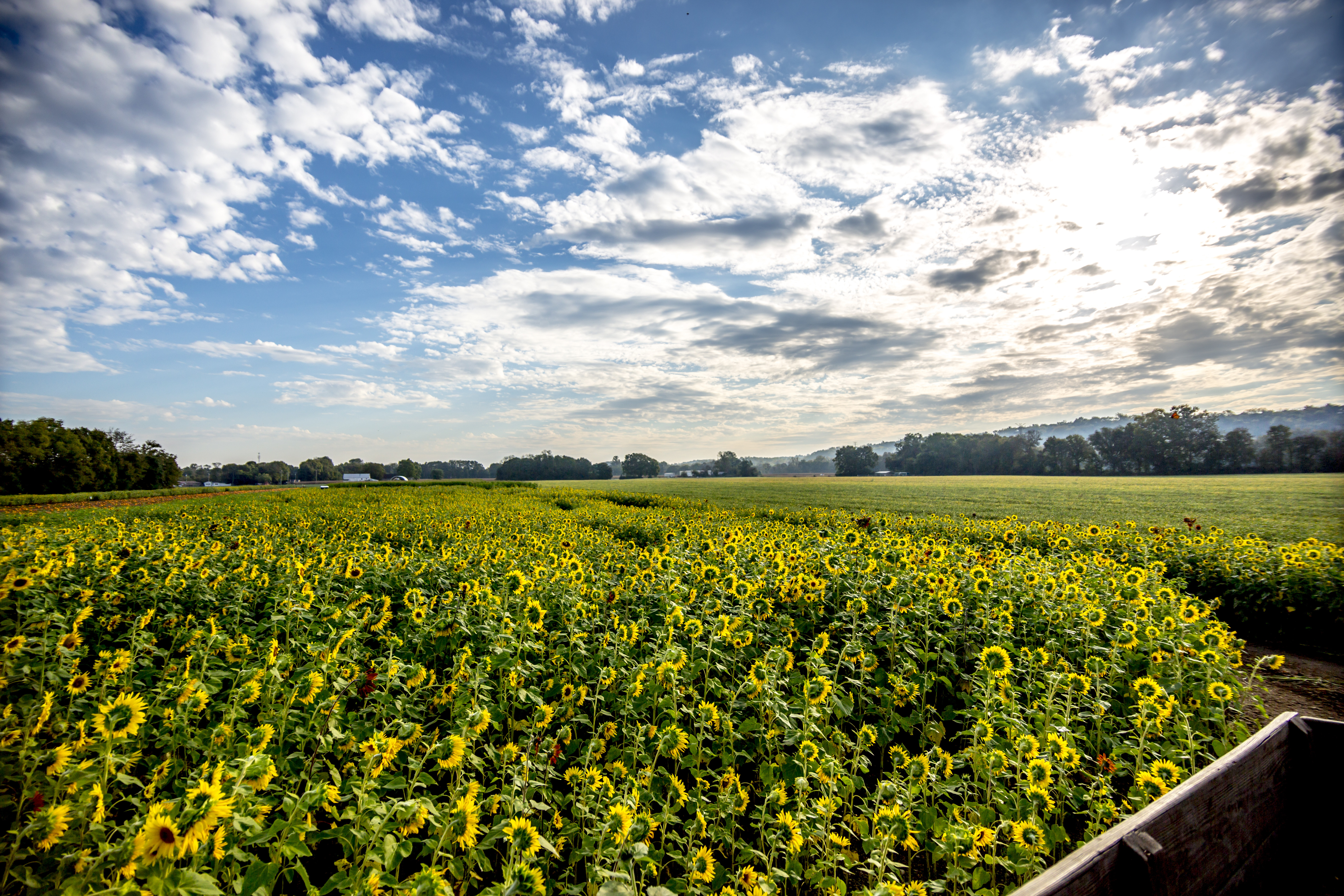 Sunflower Hayride